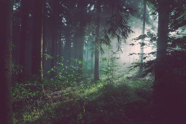Aokigahara Forest near Mount Fuji