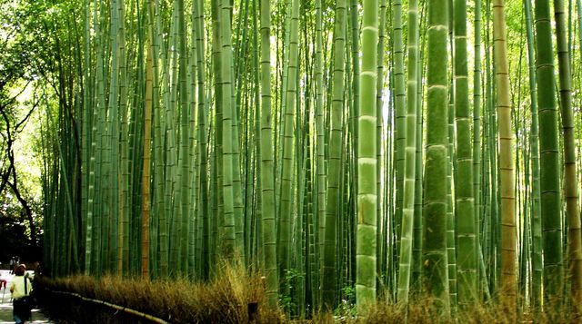 Arashiyama bamboo grove in Kyoto
