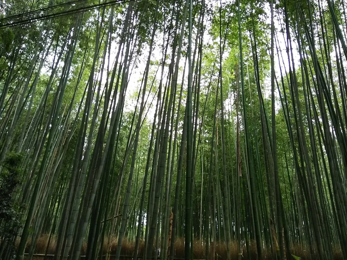 Tall bamboo beside a walking path in Arashiyama, Kyoto